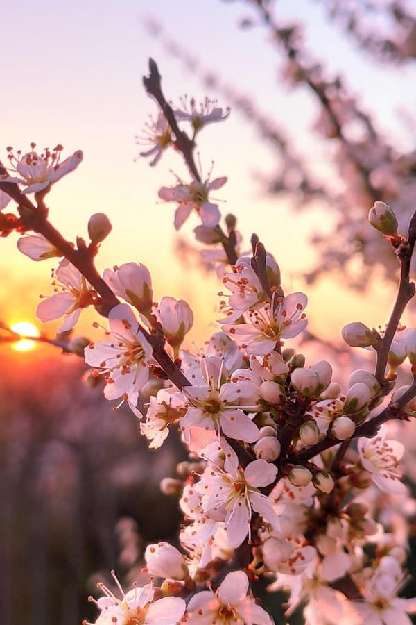 Ogród za Starą Bramą